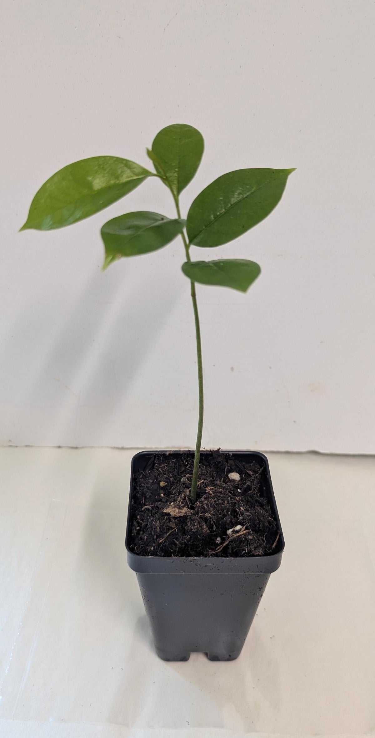 Organic Soursop Tree Seedling  Medicinal Fruit Tree Plant (2.5" Pot)