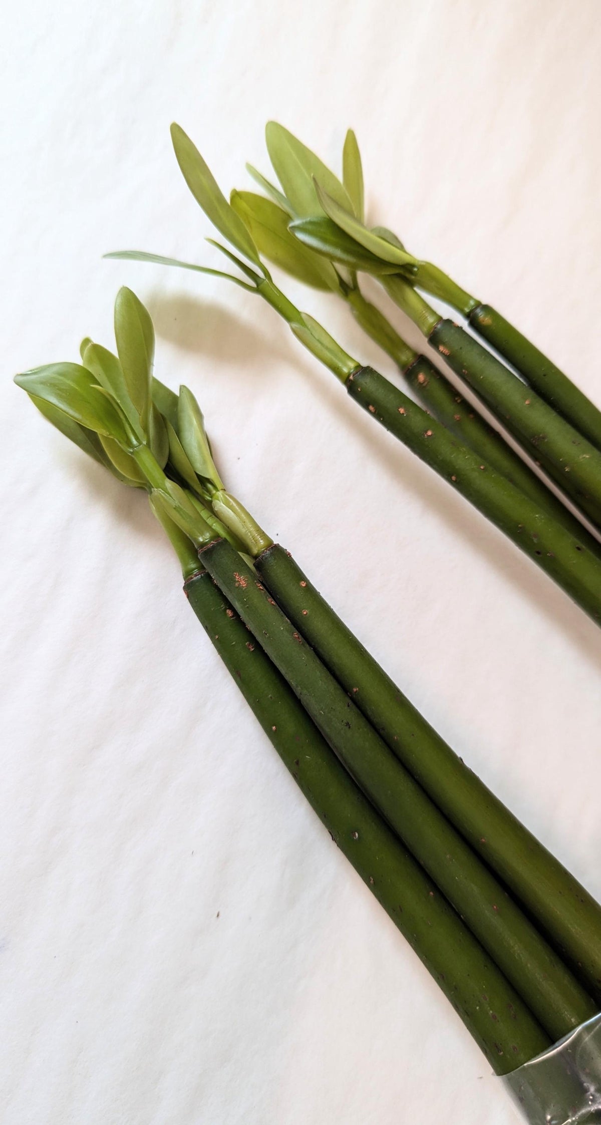 Ten  rooted Mangrove Aquarium Plantlets.