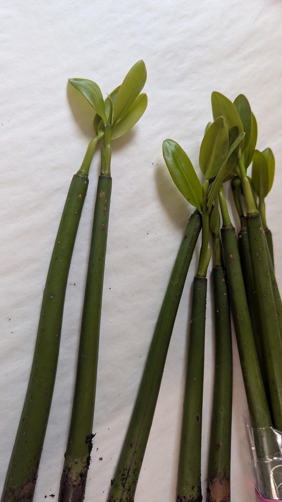 Ten  rooted Mangrove Aquarium Plantlets.