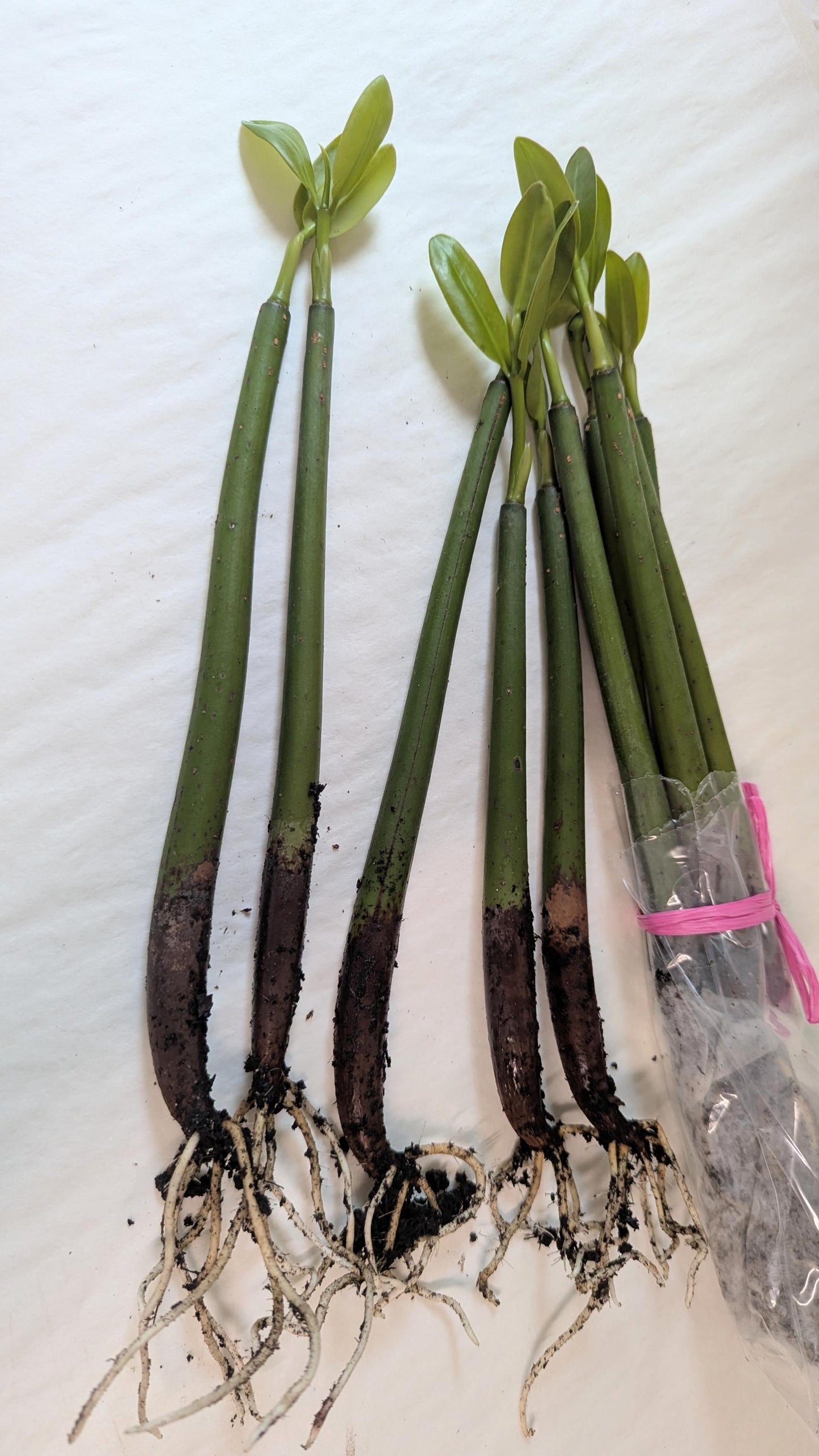 Ten  rooted Mangrove Aquarium Plantlets.