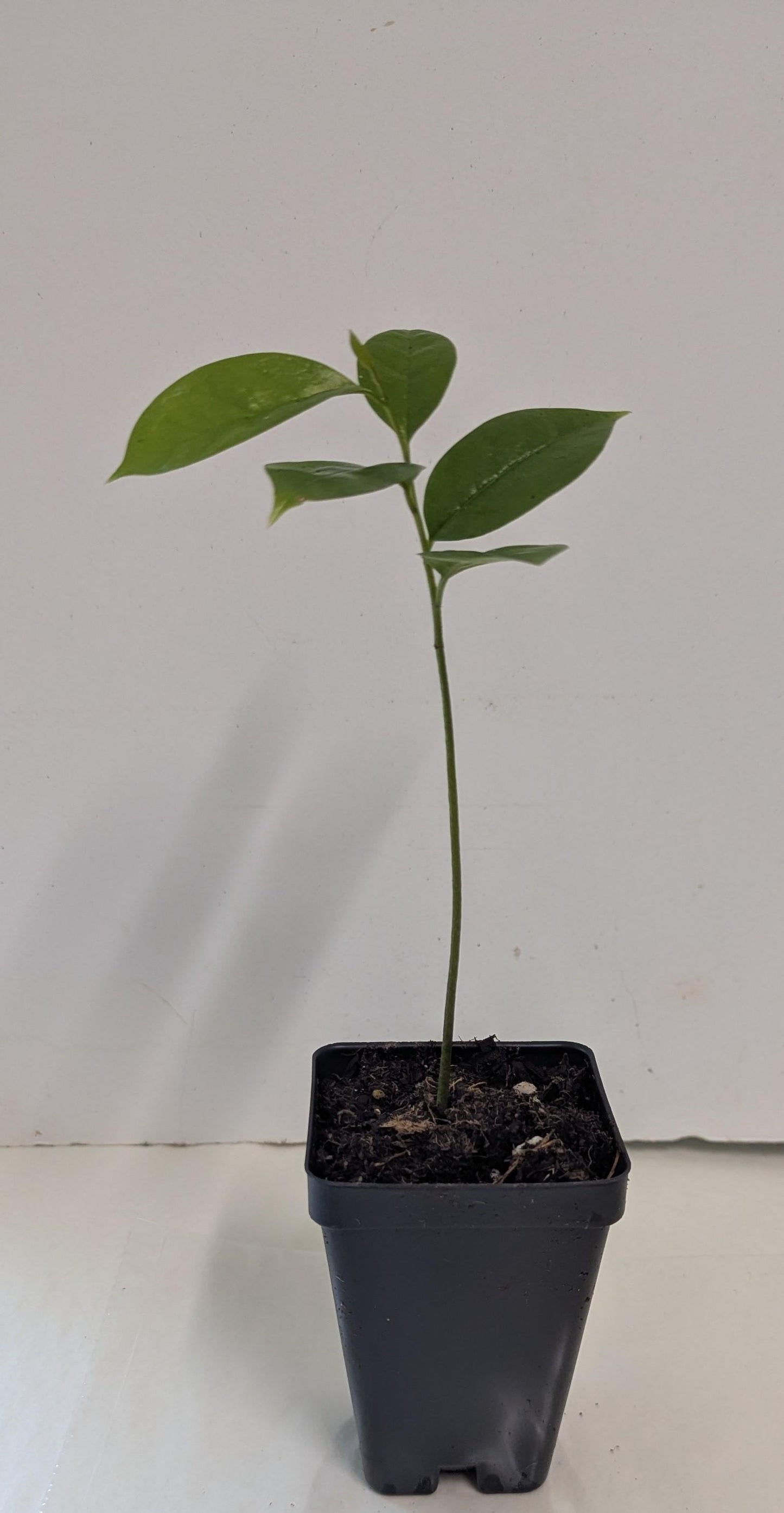 Organic Soursop Tree Seedling  Medicinal Fruit Tree Plant (2.5" Pot)