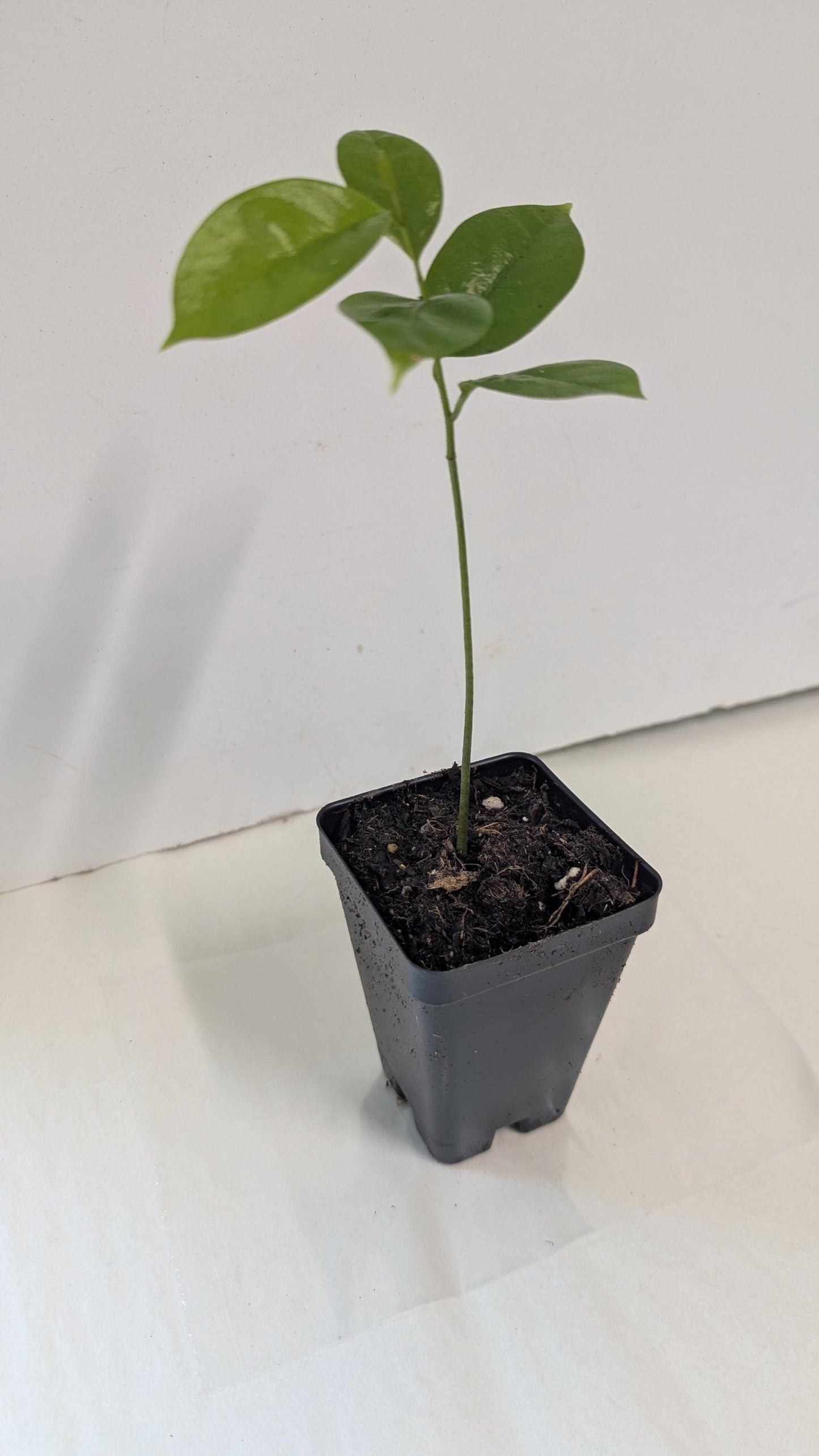 Organic Soursop Tree Seedling  Medicinal Fruit Tree Plant (2.5" Pot)