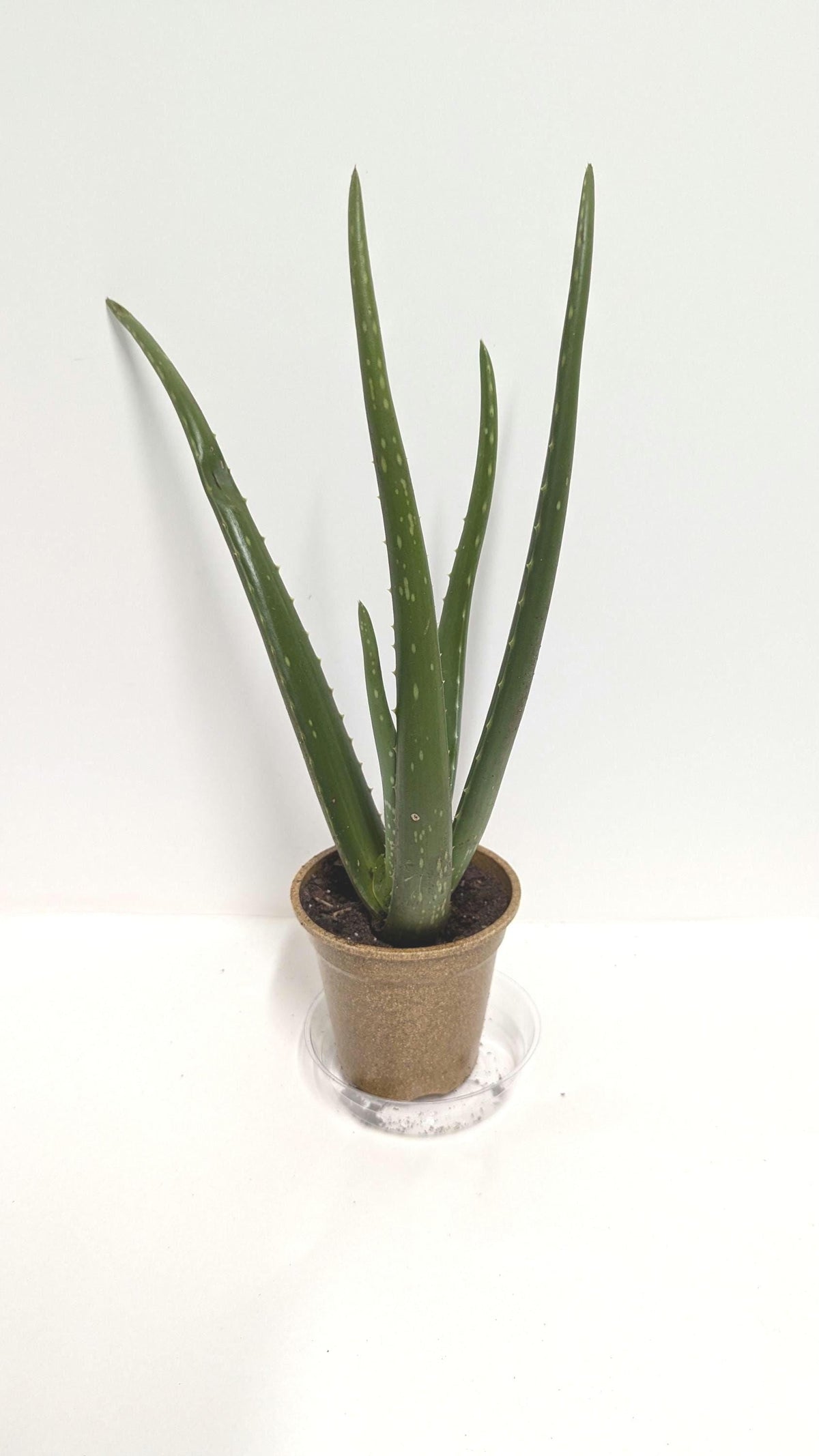 Organic Aloe Vera Plant: Tall, Strong Roots in 4-Inch Pot