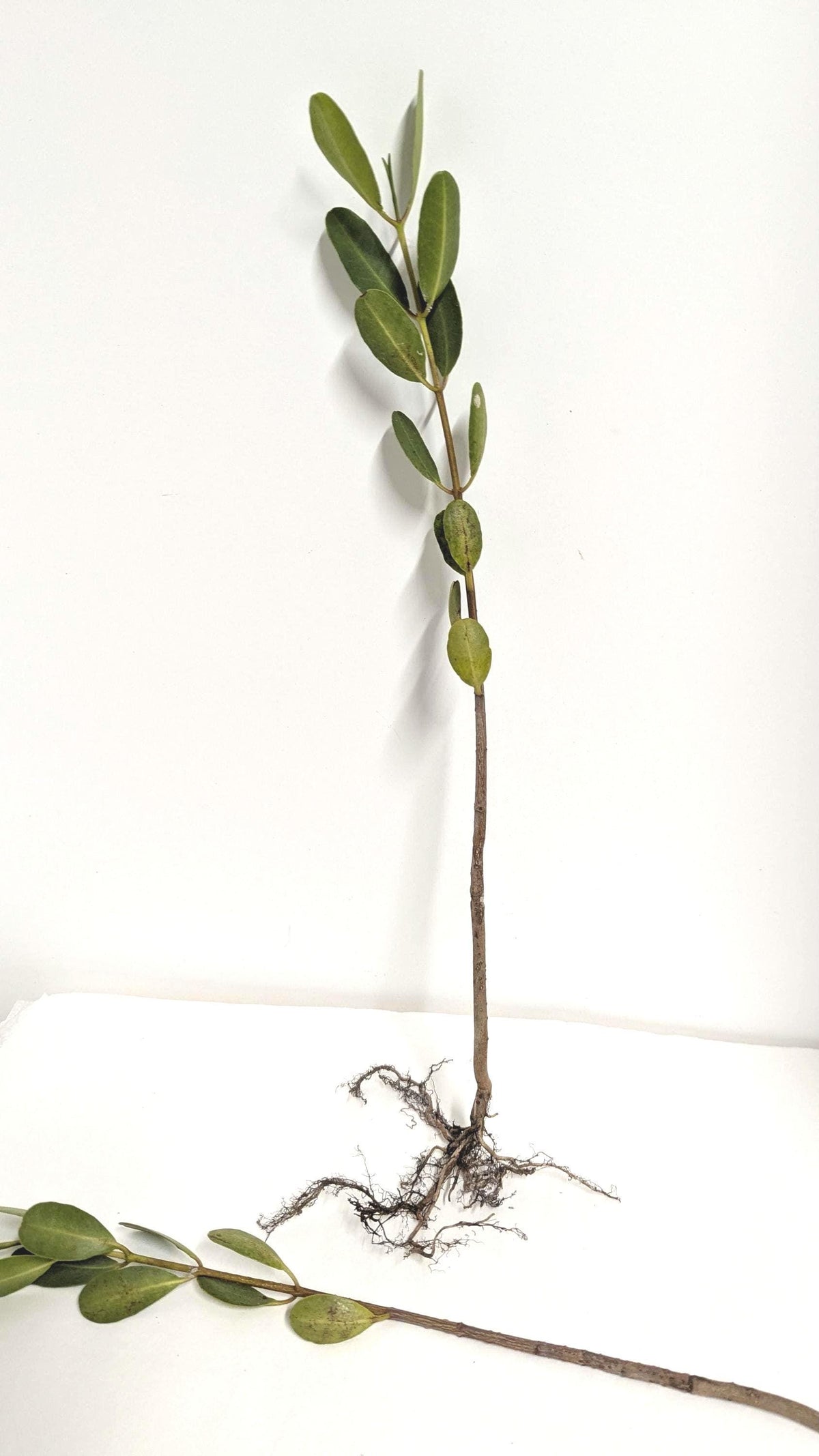 Aquarium Black Mangrove Plant: Natural Nitrate Filter, Fish Habitat.
