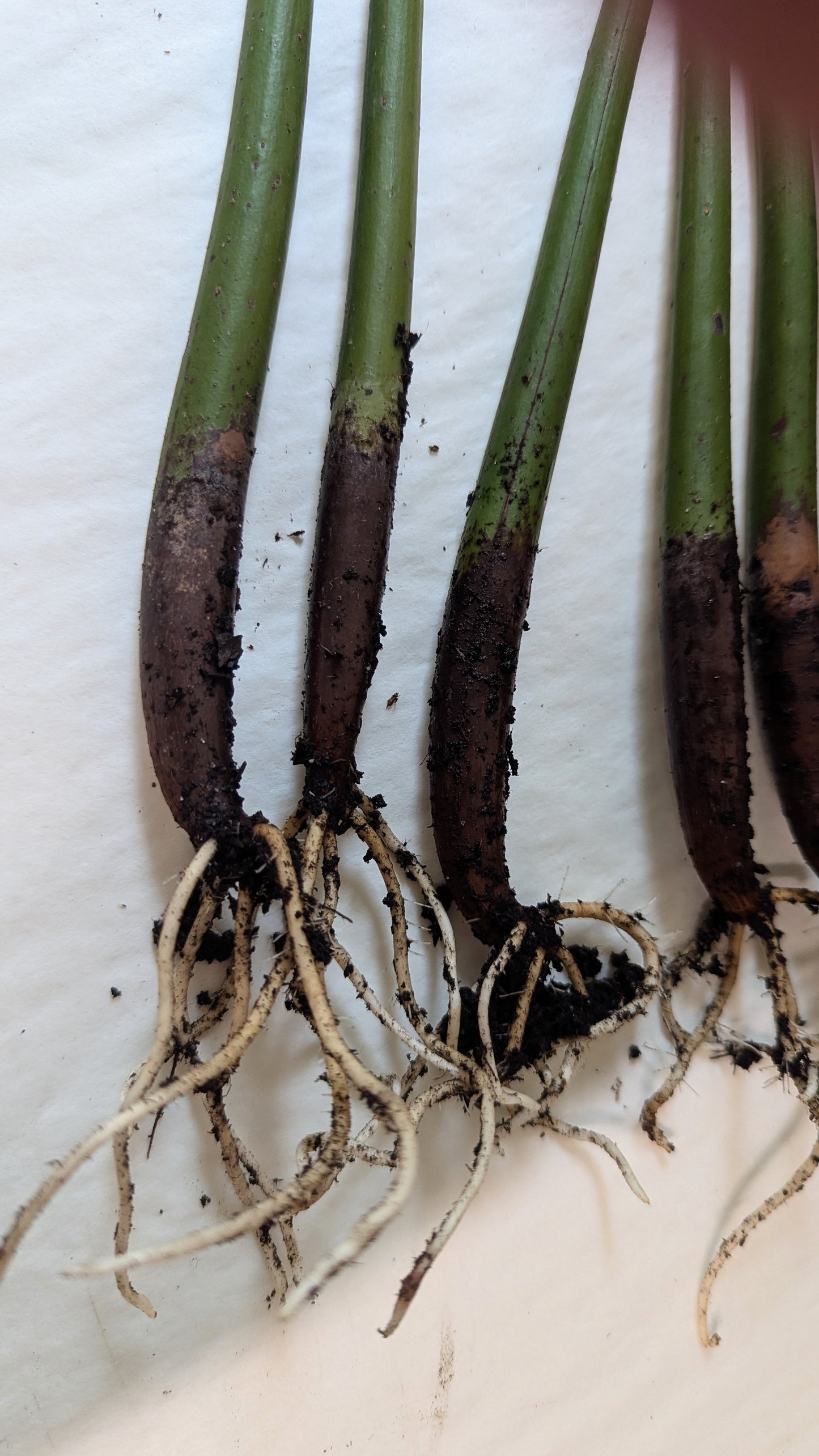 Three organic Mangroves with great roots ship bare-rooted  to US states ,except CA
